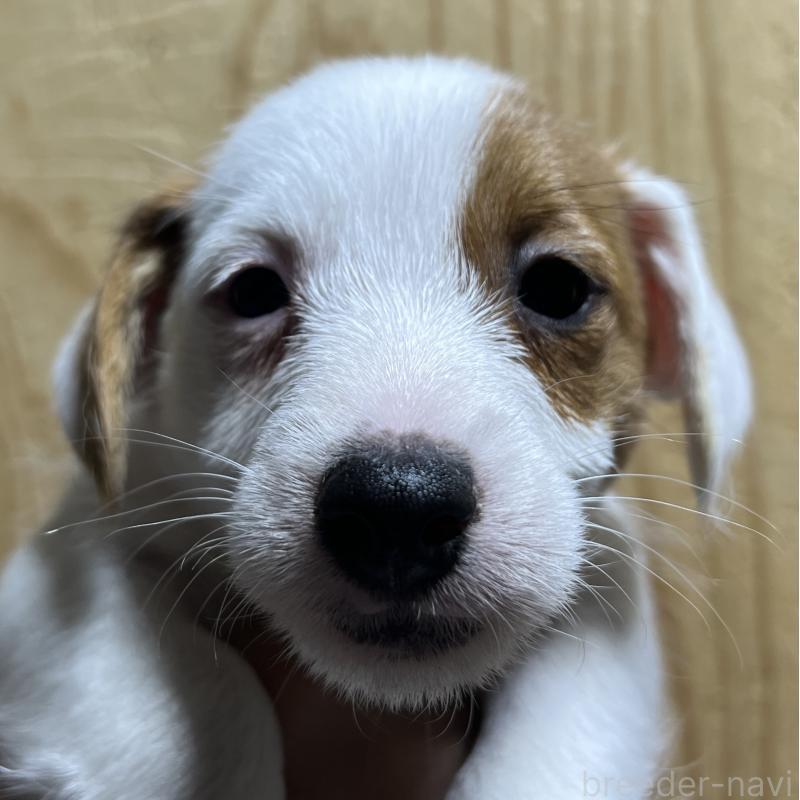 販売中の千葉県のジャックラッセルテリア-429880の2枚目