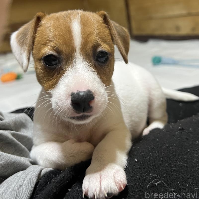 販売中の千葉県のジャックラッセルテリア-429882の5枚目