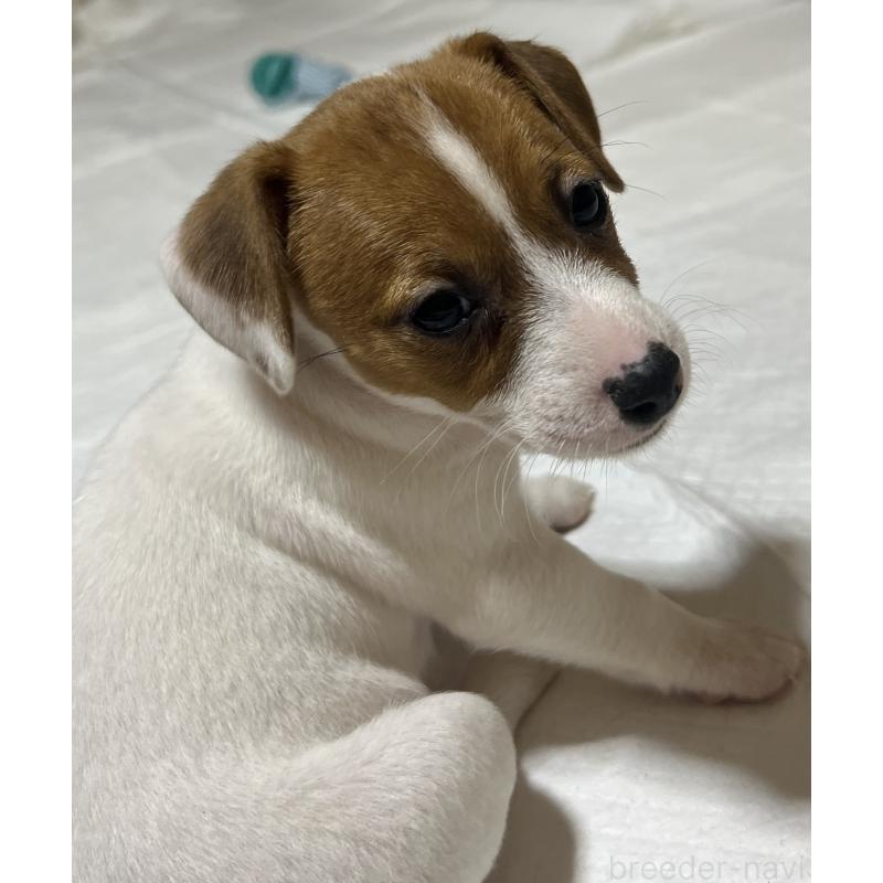 販売中の千葉県のジャックラッセルテリア-429882の4枚目