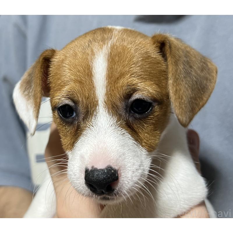 販売中の千葉県のジャックラッセルテリア-429882の3枚目