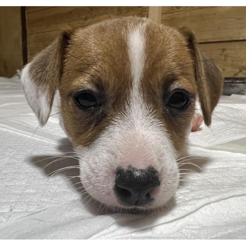 販売中の千葉県のジャックラッセルテリア-429882の2枚目