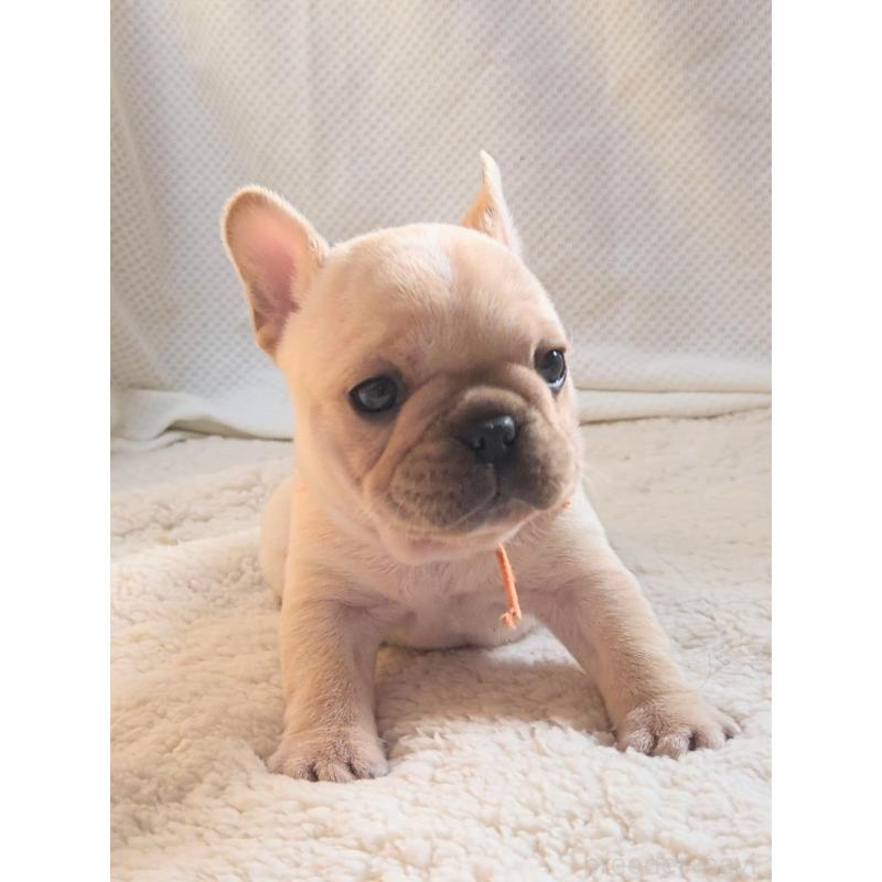 販売中の群馬県のフレンチブルドッグ-432345の6枚目