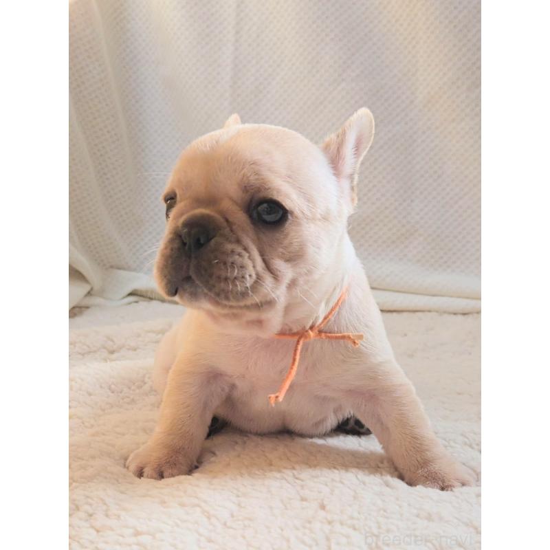 販売中の群馬県のフレンチブルドッグ-432345の5枚目