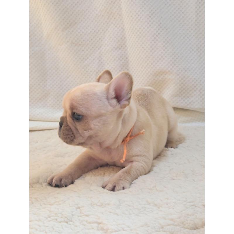 販売中の群馬県のフレンチブルドッグ-432345の4枚目