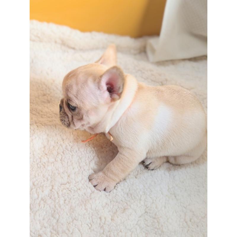 販売中の群馬県のフレンチブルドッグ-432345の3枚目