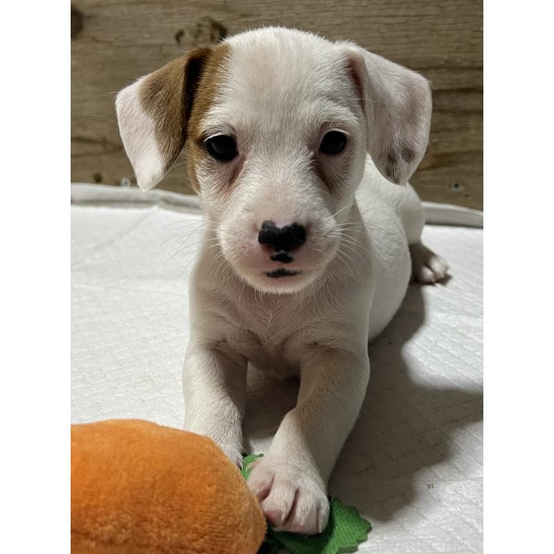 販売中の千葉県のジャックラッセルテリア-429883の5枚目