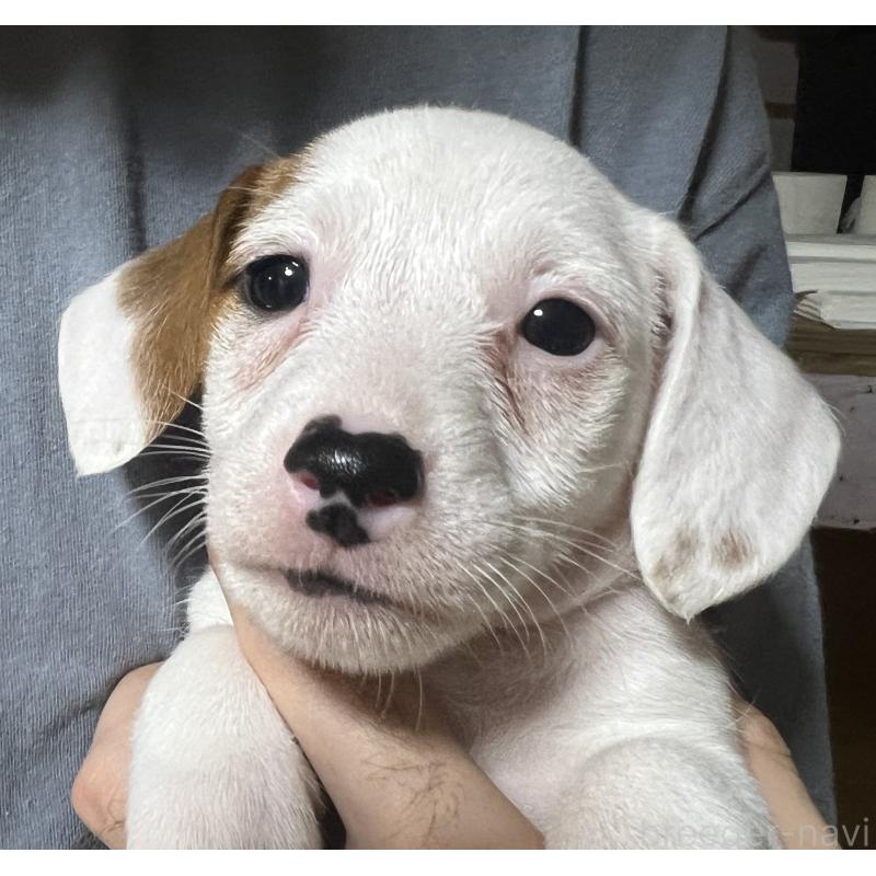 販売中の千葉県のジャックラッセルテリア-429883の4枚目