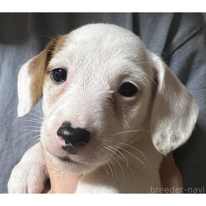 販売中の千葉県のジャックラッセルテリア-429883の3枚目
