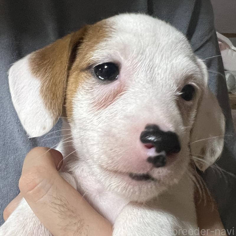 販売中の千葉県のジャックラッセルテリア-429883の2枚目