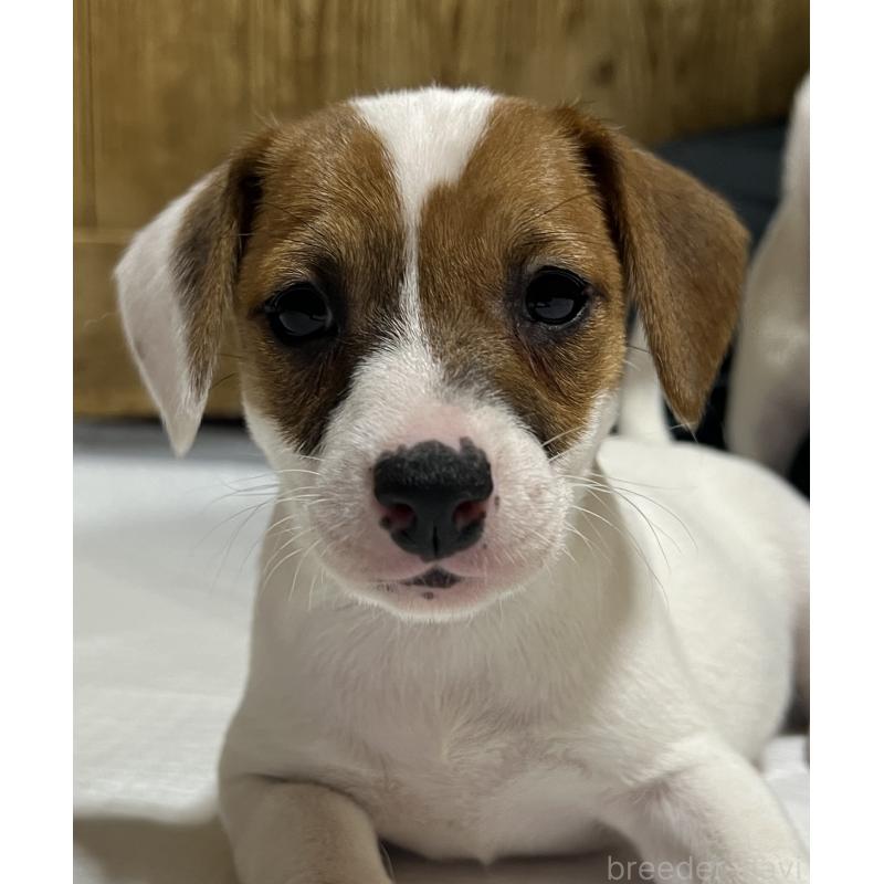 販売中の千葉県のジャックラッセルテリア-429884の6枚目