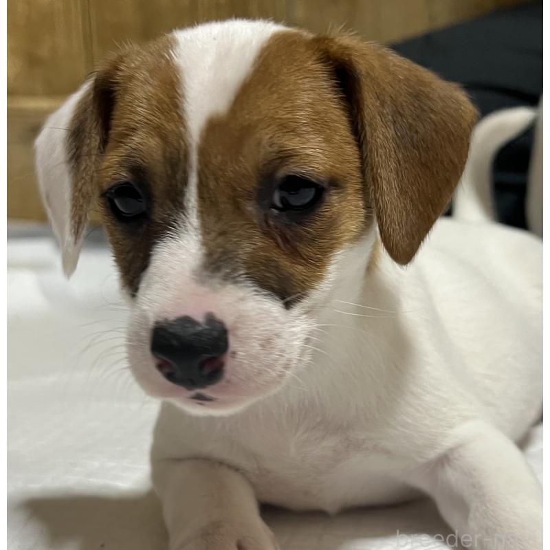 販売中の千葉県のジャックラッセルテリア-429884の5枚目