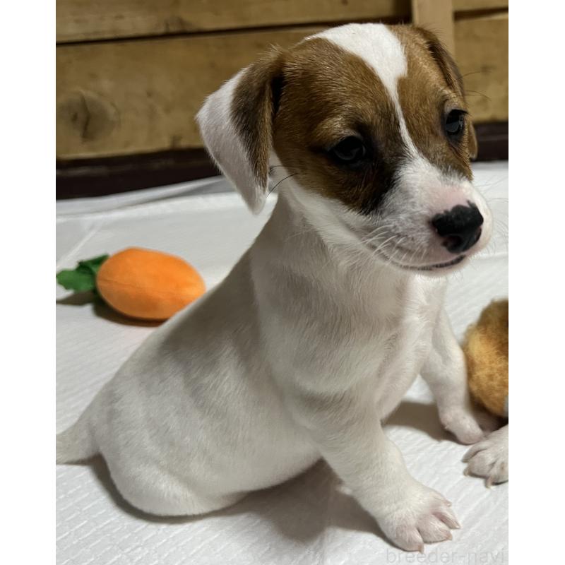 販売中の千葉県のジャックラッセルテリア-429884の4枚目