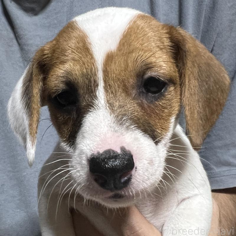 販売中の千葉県のジャックラッセルテリア-429884の3枚目