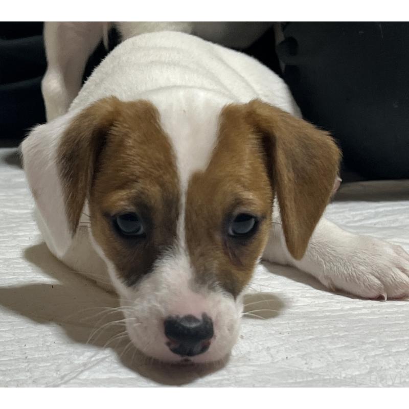 販売中の千葉県のジャックラッセルテリア-429884の2枚目