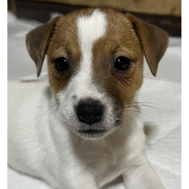 販売中の千葉県のジャックラッセルテリア-429885の5枚目