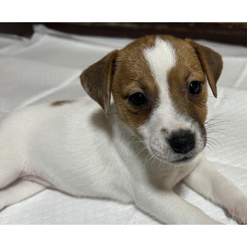 販売中の千葉県のジャックラッセルテリア-429885の4枚目