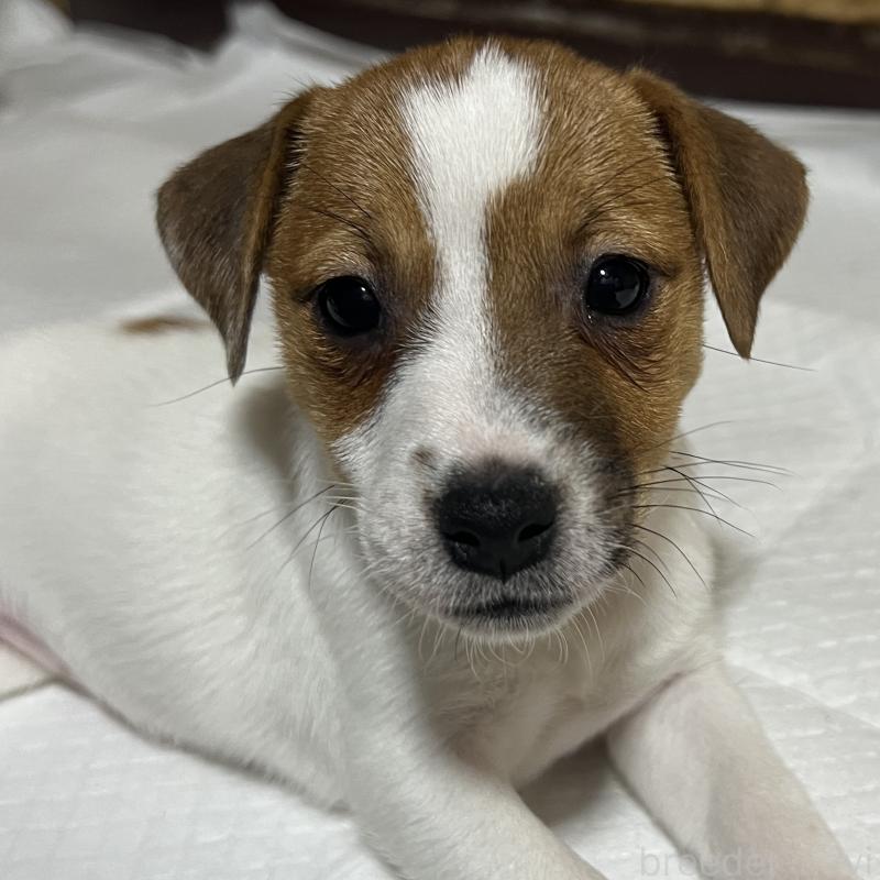 販売中の千葉県のジャックラッセルテリア-429885の3枚目