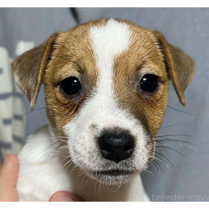 販売中の千葉県のジャックラッセルテリア-429885の2枚目