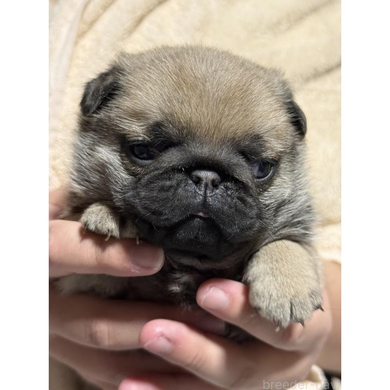 販売中の茨城県のパグ-429887の6枚目