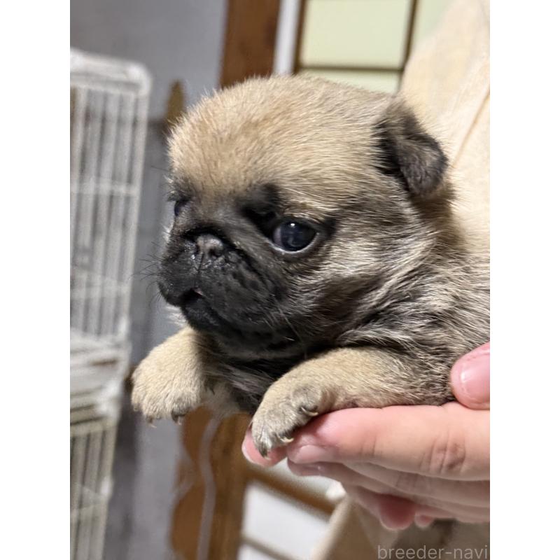 販売中の茨城県のパグ-429887の5枚目