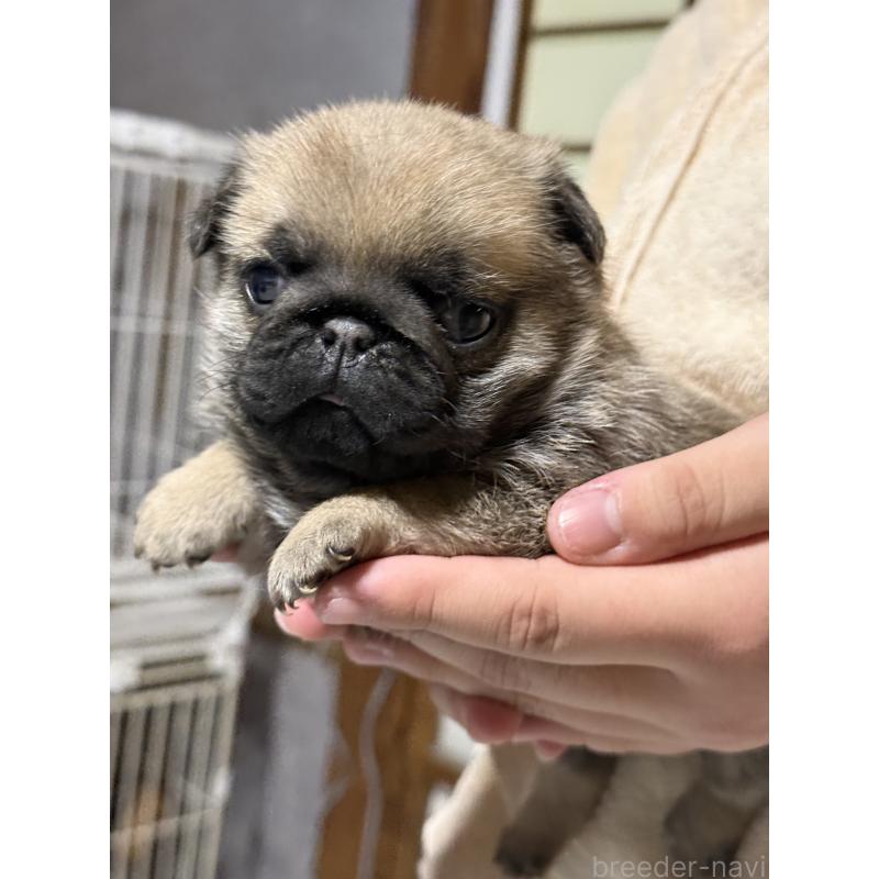 販売中の茨城県のパグ-429887の2枚目