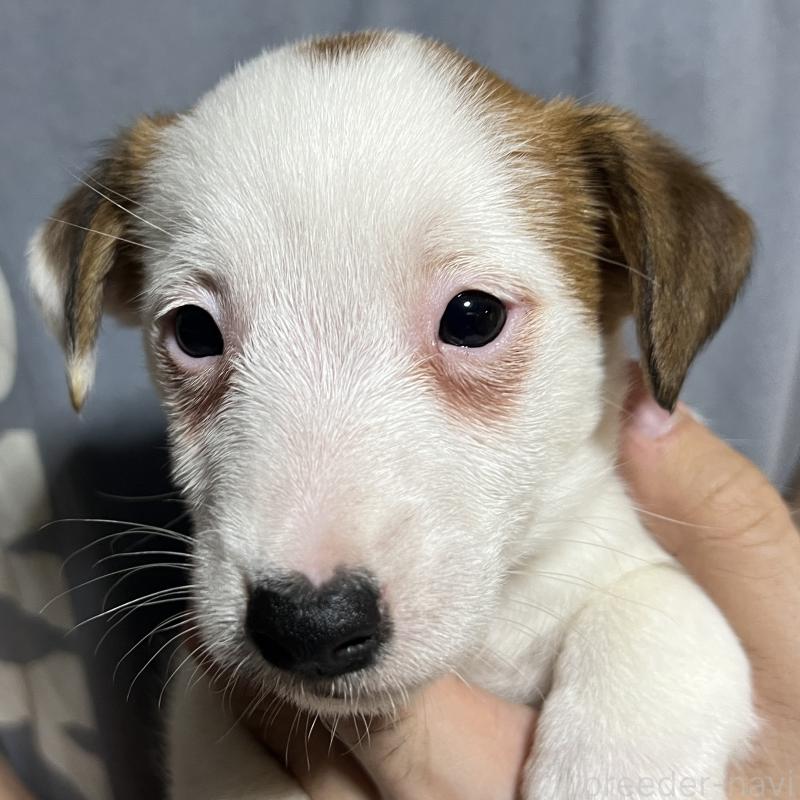 販売中の千葉県のジャックラッセルテリア-429886の6枚目