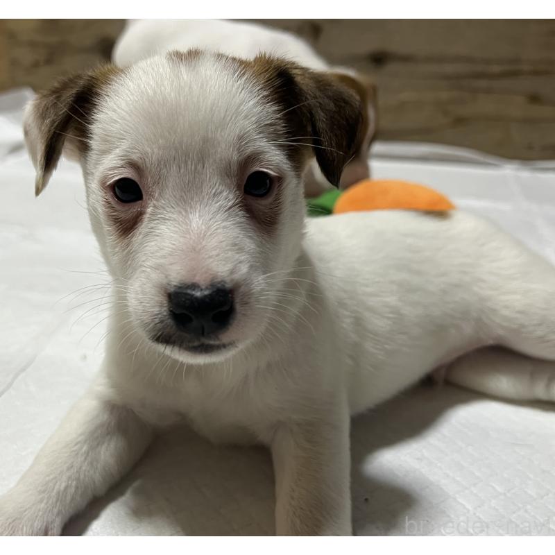 販売中の千葉県のジャックラッセルテリア-429886の5枚目