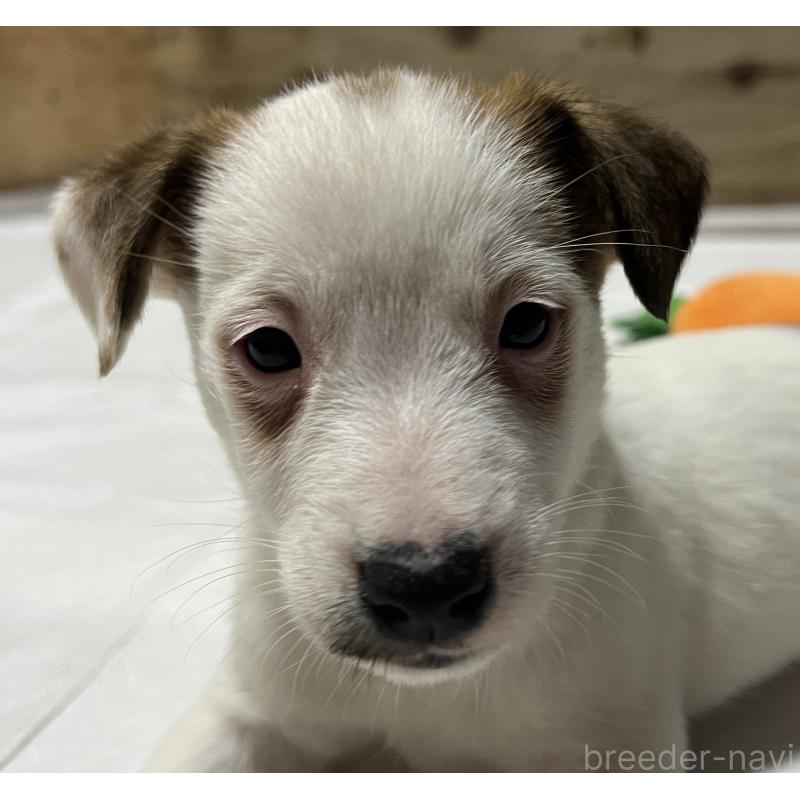 販売中の千葉県のジャックラッセルテリア-429886の4枚目