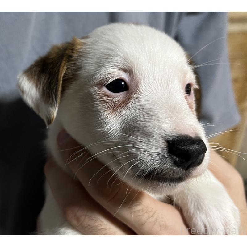 販売中の千葉県のジャックラッセルテリア-429886の3枚目