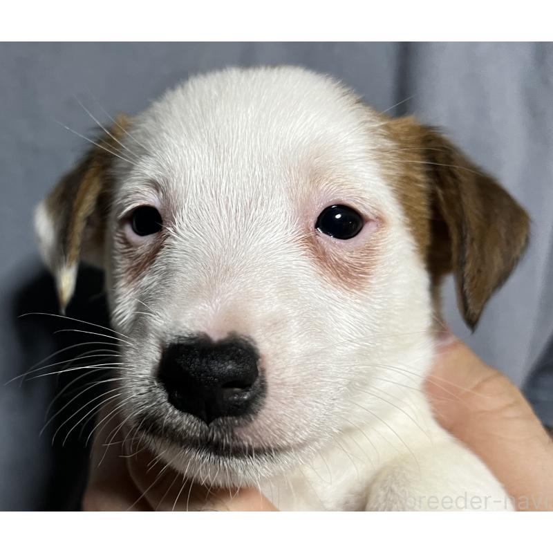 販売中の千葉県のジャックラッセルテリア-429886の2枚目