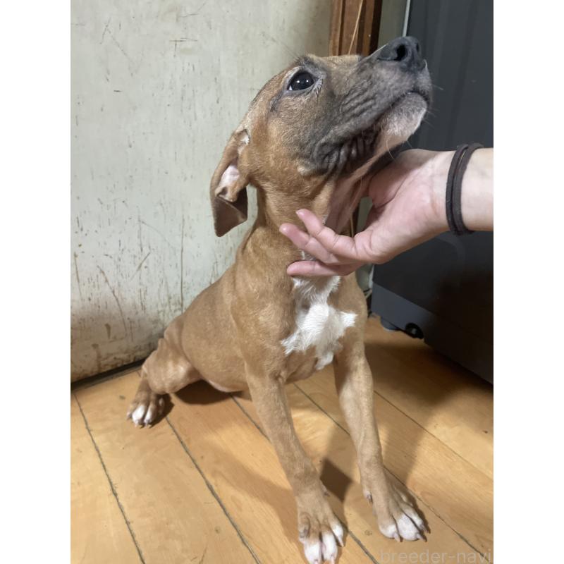 販売中の佐賀県のアメリカンピットブルテリア-420825の5枚目