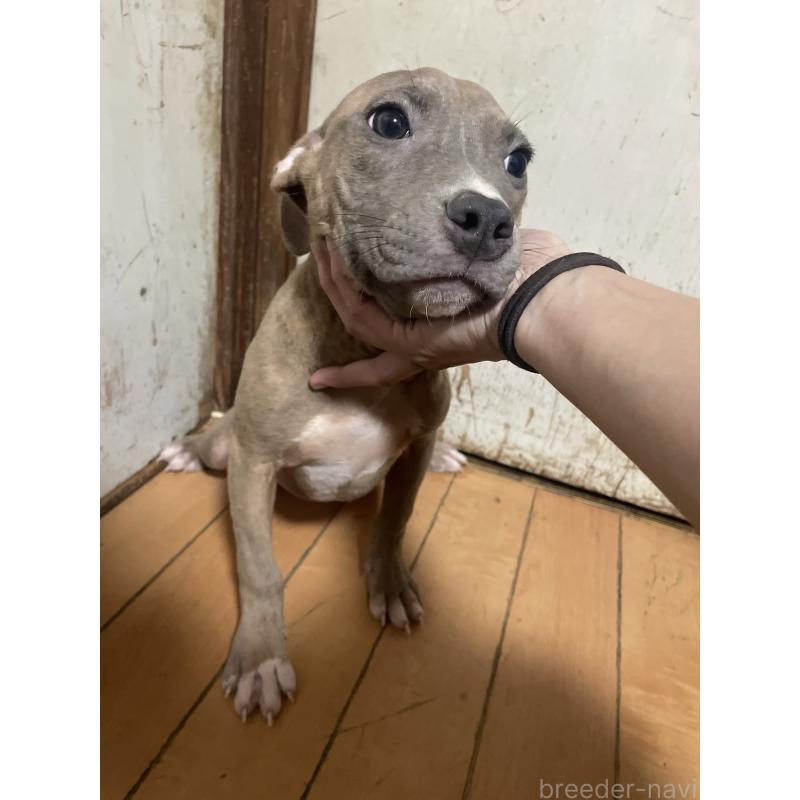 販売中の佐賀県のアメリカンピットブルテリア-429888の17枚目