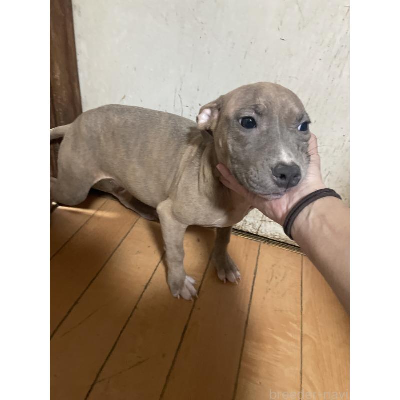 販売中の佐賀県のアメリカンピットブルテリア-429888の14枚目