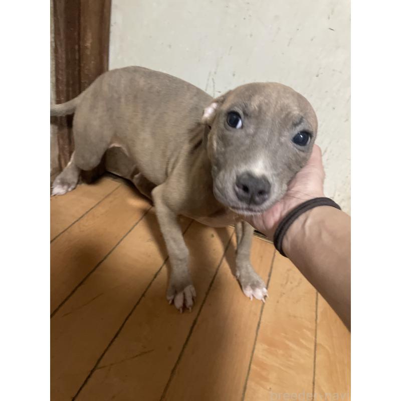 販売中の佐賀県のアメリカンピットブルテリア-429888の13枚目