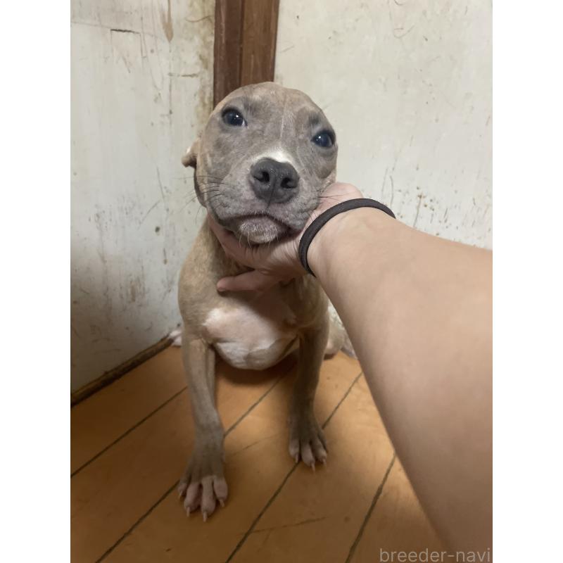 販売中の佐賀県のアメリカンピットブルテリア-429888の12枚目