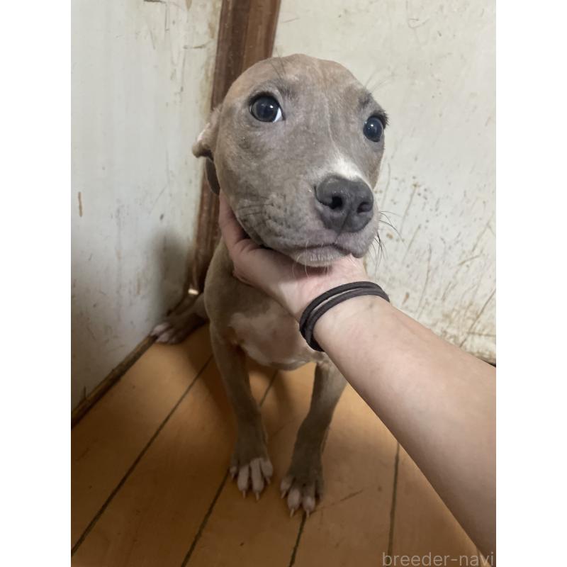 販売中の佐賀県のアメリカンピットブルテリア-429888の11枚目