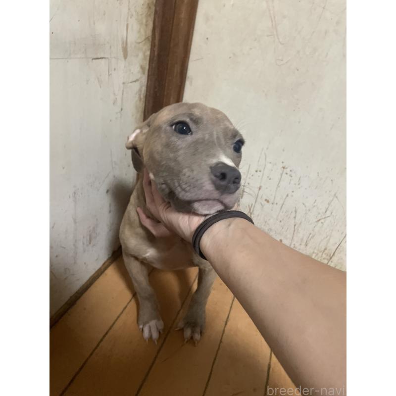 販売中の佐賀県のアメリカンピットブルテリア-429888の10枚目