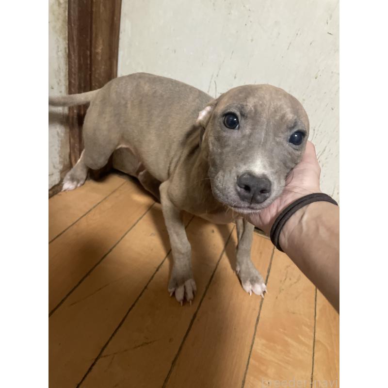 販売中の佐賀県のアメリカンピットブルテリア-429888の9枚目