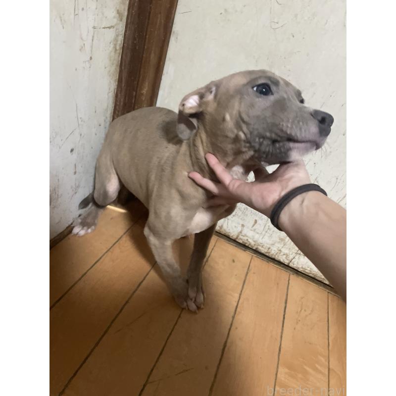 販売中の佐賀県のアメリカンピットブルテリア-429888の8枚目