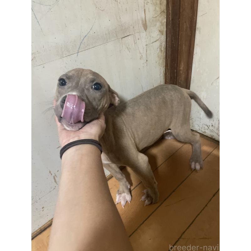 販売中の佐賀県のアメリカンピットブルテリア-429888の5枚目