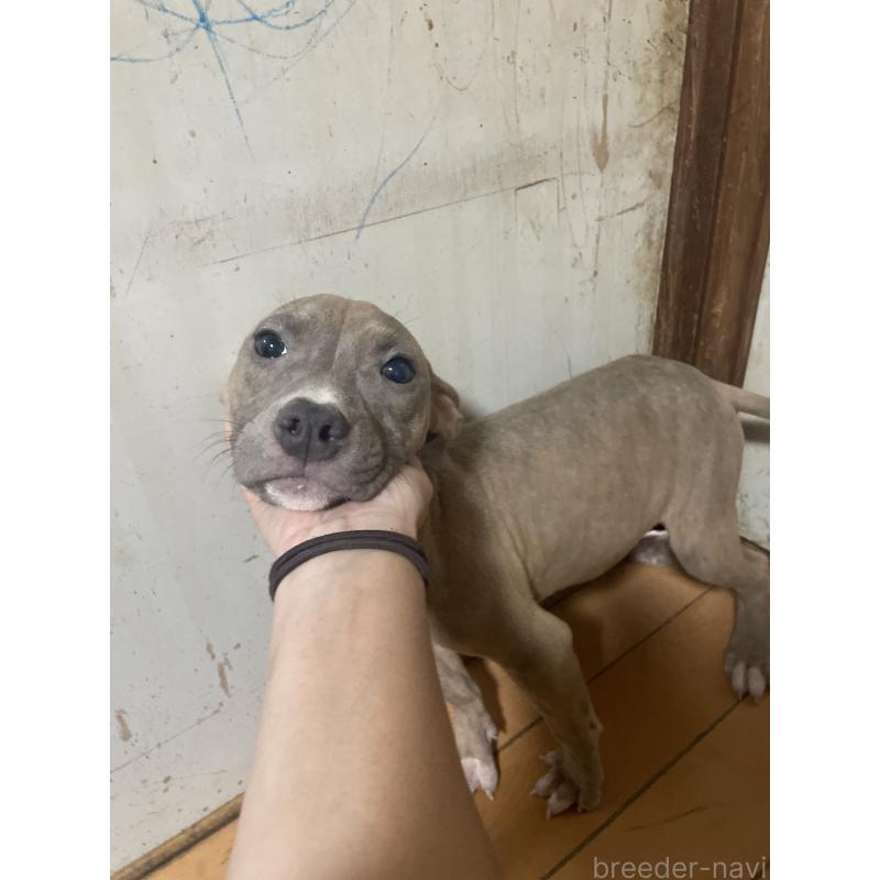 販売中の佐賀県のアメリカンピットブルテリア-429888の4枚目