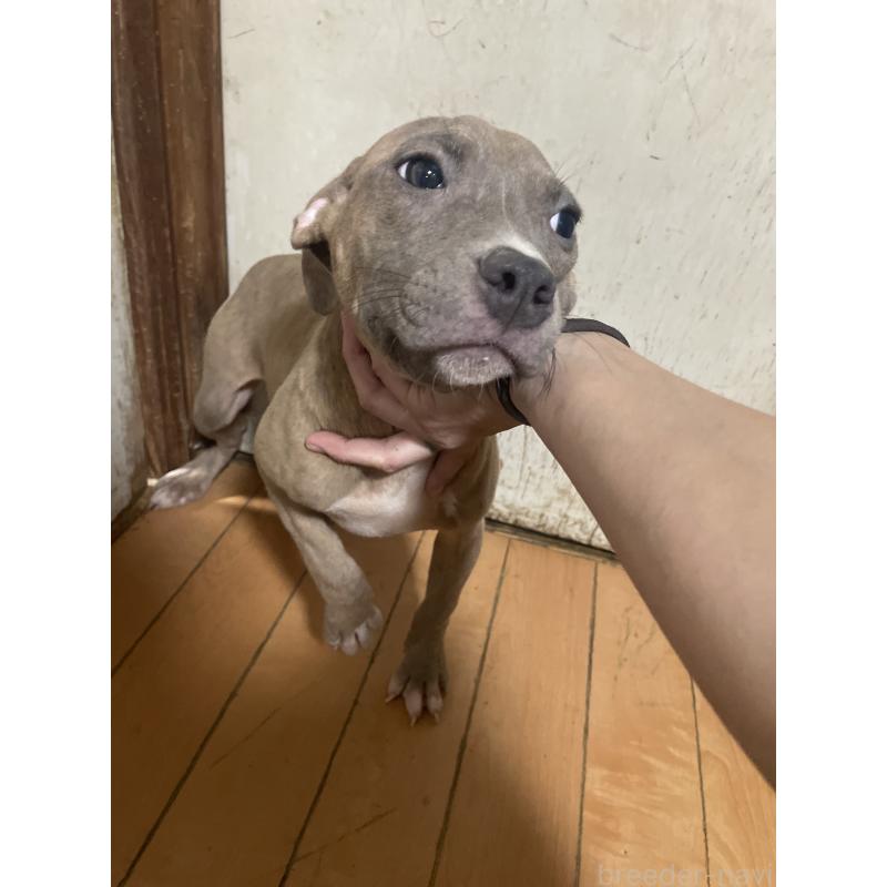 販売中の佐賀県のアメリカンピットブルテリア-429888の2枚目