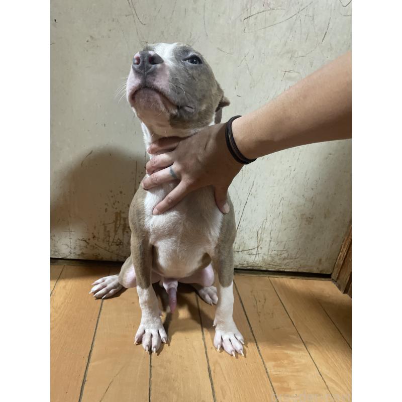 販売中の佐賀県のアメリカンピットブルテリア-429890の10枚目