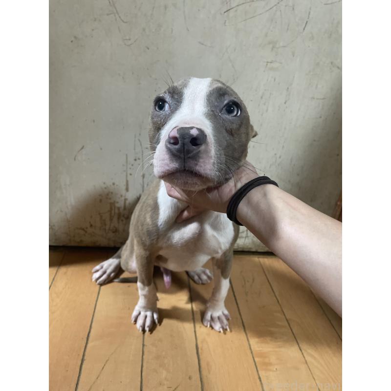 販売中の佐賀県のアメリカンピットブルテリア-429890の9枚目