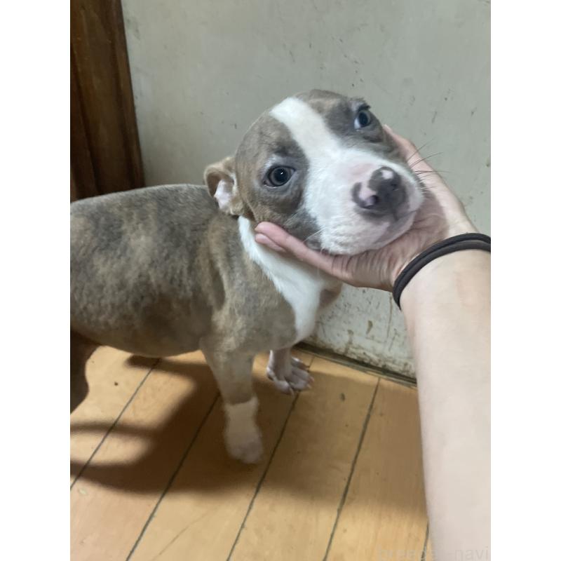 販売中の佐賀県のアメリカンピットブルテリア-429890の7枚目