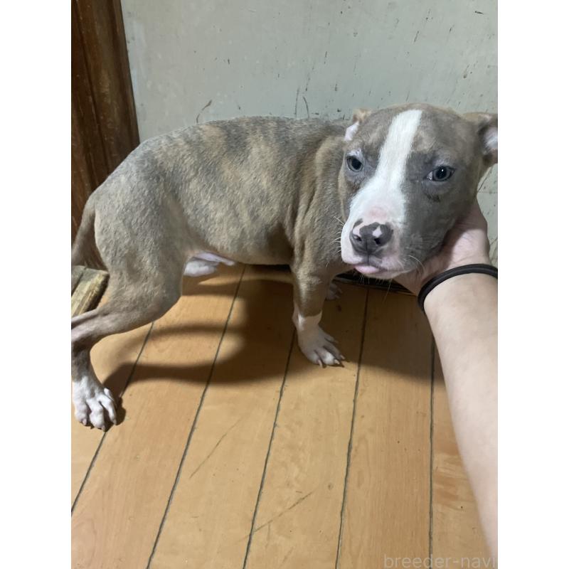 販売中の佐賀県のアメリカンピットブルテリア-429890の6枚目