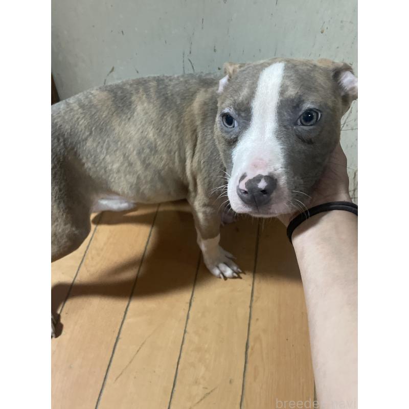 販売中の佐賀県のアメリカンピットブルテリア-429890の5枚目