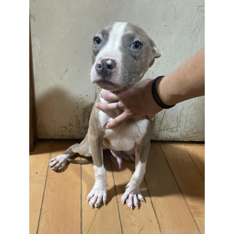 販売中の佐賀県のアメリカンピットブルテリア-429890の4枚目