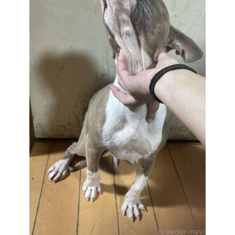 販売中の佐賀県のアメリカンピットブルテリア-429890の3枚目