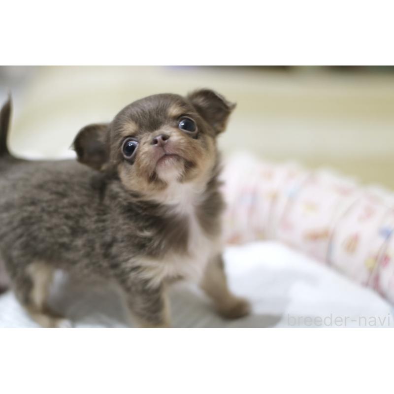 成約済の兵庫県のチワワ(ロングコート)-427940の8枚目